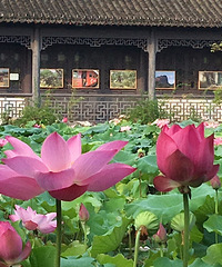 ���̳�����Ӱ�裬���պɻ�Ҷɫ��