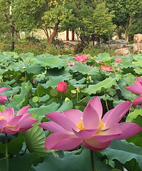 ���̳�����Ӱ�裬���պɻ�Ҷɫ��