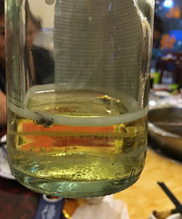 �ҵ����ţ���ѩ��ơ���ﵹ��һֻ��Ӭ ���ǲ������ġ�����