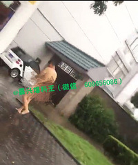 辣眼睛!台风天嘉兴惊现裸男!重点器官全部暴露 大摇大摆逛马路