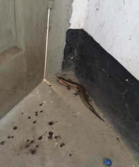 ��ëֱ������������ֻ���Ľ��ߡ�  ���ѣ����³�����