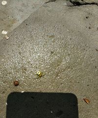 ������һֻ����û������֩�� �о���Ҫ�����ˡ�����