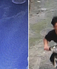 �ع⣡������С��ײ������