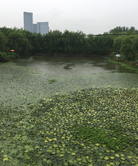 ̨������ֲ��԰