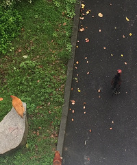 ����ĳС����Ȼ��ʼɢ������ ÿ���ϰ඼������