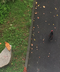 ����ĳС����Ȼ��ʼɢ������ ÿ���ϰ඼������