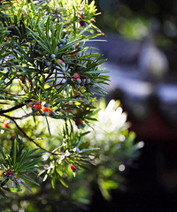 ���մ���