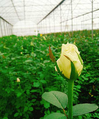 ��һ���Ҹ����ڼ��ˣ����ж��û�и�����һ���׻���