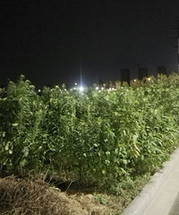 厉害了!这片地种的东西 一般人估计不认识