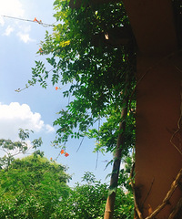 �Ƶ�����