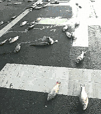 高速变鱼塘!货车在嘉兴高速炸胎 1000斤鲜鱼