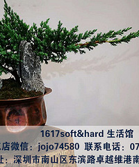 怎么去布置办公室 深圳南山绿植装饰