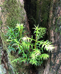 �۲������ţ�