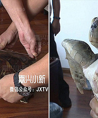 国家二级保护动物搁浅嘉兴海边 它还是个孩子