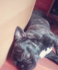 ������ţȮ