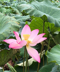 ���߼��34562��