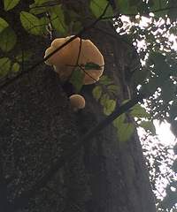 ���������°������  һ��������һ��