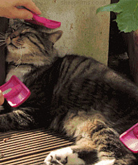 ������ʮ����ɹ�������ӵĺ�Ӱ �Ͱ�Ԫ���ȴ�ֵ����