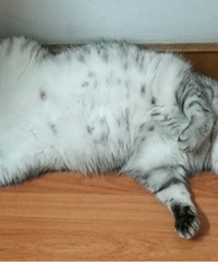 ����ʺ�١� 93���ʺ�� 500ǿ������ҵ���� ���Ӽ���