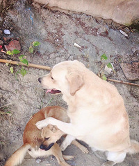 ����ʺ�١��Ƽ����ۣ�ƽ����ֽ ��ְ��Ա ������ֻС�ȳ�