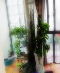 [װ��]�����ˣ�����С��̨��Ҫ����ֲ��