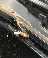 һλ����֮�Ͱ��ҳ�ײ�ˣ�