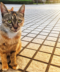 ����һ��Уè