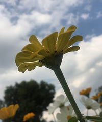 �����Ļ���