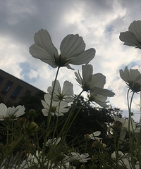 �����Ļ���