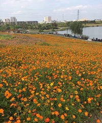 �����˵ķ���޹�԰ �Ƕ������и�����