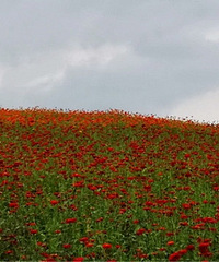 �����˵ķ���޹�԰ �Ƕ������и�����