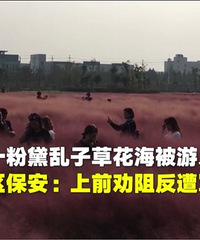嘉兴又一片粉黛乱子草花海被游人踩踏!景区保安:上前劝阻反遭骂