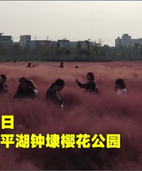 嘉兴又一片粉黛乱子草花海被游人踩踏!景区保安:上前劝阻反遭骂