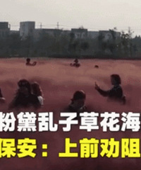 心痛!嘉兴又一片粉黛花海被游人踩踏