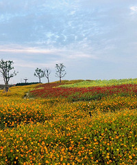 �Ƕ�ӭ�������ã�����޹�԰��ֱ������ �ܱߵķ���...