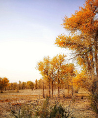 ʫ��Զ�� ȥ�½�׷�������ͯ����