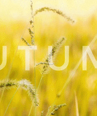 ����Ӱ��С������е����ִ�