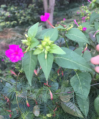 /花
