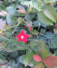 /花
