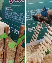 ����ĳ�̳� ��ʼ�������ˡ�����