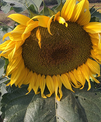 ��ɫ����