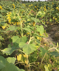 ��ɫ����