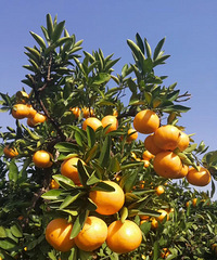 �ϱ�����ɽ�����.������ͮͮ��Ŷ��