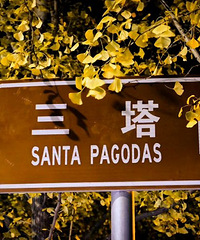 家门口的绝色三塔路 又见银杏金黄时