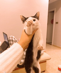 可爱的一个月大小女猫找主人啦