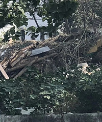 ��Ⱦ����Ӱ�콡��