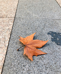 �ﾰ���� ��ϲ������Ҷ��������ƣ�