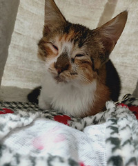 ��ĺ�����ĳŮ�������˼�������ɲ �����۸���