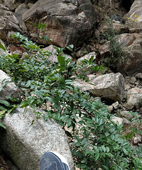 25��С�����н8�� �д����� ϣ���ҵ��Ǹ���