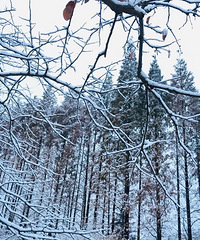 ������  ѩ